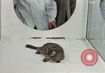 Image Comportement des chats United States USA, 1957, de la seconde 44 séquences d'archives historiques vidéo 65675047217