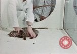 Image Comportement des chats United States USA, 1957, de la seconde 45 séquences d'archives historiques vidéo 65675047217