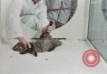 Image Comportement des chats United States USA, 1957, de la seconde 46 séquences d'archives historiques vidéo 65675047217