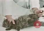 Image Comportement des chats United States USA, 1957, de la seconde 47 séquences d'archives historiques vidéo 65675047217