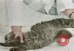 Image Comportement des chats United States USA, 1957, de la seconde 48 séquences d'archives historiques vidéo 65675047217