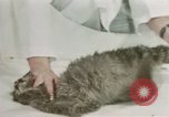 Image Comportement des chats United States USA, 1957, de la seconde 49 séquences d'archives historiques vidéo 65675047217