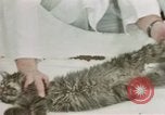 Image Comportement des chats United States USA, 1957, de la seconde 50 séquences d'archives historiques vidéo 65675047217