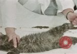 Image Comportement des chats United States USA, 1957, de la seconde 51 séquences d'archives historiques vidéo 65675047217