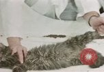 Image Comportement des chats United States USA, 1957, de la seconde 52 séquences d'archives historiques vidéo 65675047217