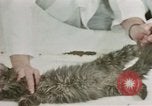 Image Comportement des chats United States USA, 1957, de la seconde 53 séquences d'archives historiques vidéo 65675047217