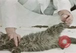 Image Comportement des chats United States USA, 1957, de la seconde 54 séquences d'archives historiques vidéo 65675047217