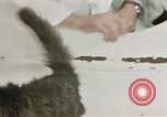 Image Comportement des chats United States USA, 1957, de la seconde 55 séquences d'archives historiques vidéo 65675047217