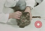 Image Comportement des chats United States USA, 1957, de la seconde 56 séquences d'archives historiques vidéo 65675047217