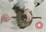 Image Comportement des chats United States USA, 1957, de la seconde 57 séquences d'archives historiques vidéo 65675047217