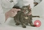 Image Comportement des chats United States USA, 1957, de la seconde 58 séquences d'archives historiques vidéo 65675047217