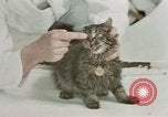 Image Comportement des chats United States USA, 1957, de la seconde 59 séquences d'archives historiques vidéo 65675047217
