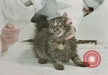 Image Comportement des chats United States USA, 1957, de la seconde 60 séquences d'archives historiques vidéo 65675047217