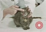 Image Comportement des chats United States USA, 1957, de la seconde 61 séquences d'archives historiques vidéo 65675047217