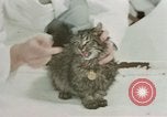 Image Comportement des chats United States USA, 1957, de la seconde 62 séquences d'archives historiques vidéo 65675047217