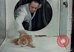 Image Comportement des chats United States USA, 1957, de la seconde 9 séquences d'archives historiques vidéo 65675047218