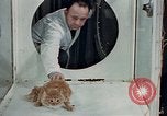 Image Comportement des chats United States USA, 1957, de la seconde 10 séquences d'archives historiques vidéo 65675047218