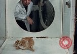 Image Comportement des chats United States USA, 1957, de la seconde 11 séquences d'archives historiques vidéo 65675047218