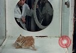 Image Comportement des chats United States USA, 1957, de la seconde 15 séquences d'archives historiques vidéo 65675047218