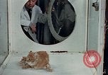 Image Comportement des chats United States USA, 1957, de la seconde 16 séquences d'archives historiques vidéo 65675047218