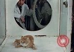 Image Comportement des chats United States USA, 1957, de la seconde 17 séquences d'archives historiques vidéo 65675047218