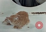 Image Comportement des chats United States USA, 1957, de la seconde 28 séquences d'archives historiques vidéo 65675047218