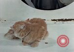 Image Comportement des chats United States USA, 1957, de la seconde 29 séquences d'archives historiques vidéo 65675047218