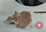 Image Comportement des chats United States USA, 1957, de la seconde 30 séquences d'archives historiques vidéo 65675047218