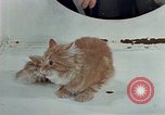 Image Comportement des chats United States USA, 1957, de la seconde 31 séquences d'archives historiques vidéo 65675047218