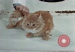 Image Comportement des chats United States USA, 1957, de la seconde 32 séquences d'archives historiques vidéo 65675047218