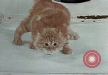 Image Comportement des chats United States USA, 1957, de la seconde 33 séquences d'archives historiques vidéo 65675047218