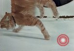 Image Comportement des chats United States USA, 1957, de la seconde 34 séquences d'archives historiques vidéo 65675047218