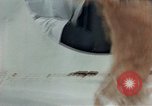 Image Comportement des chats United States USA, 1957, de la seconde 35 séquences d'archives historiques vidéo 65675047218