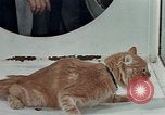 Image Comportement des chats United States USA, 1957, de la seconde 37 séquences d'archives historiques vidéo 65675047218