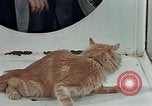 Image Comportement des chats United States USA, 1957, de la seconde 38 séquences d'archives historiques vidéo 65675047218