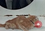 Image Comportement des chats United States USA, 1957, de la seconde 39 séquences d'archives historiques vidéo 65675047218