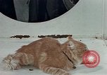 Image Comportement des chats United States USA, 1957, de la seconde 40 séquences d'archives historiques vidéo 65675047218
