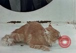 Image Comportement des chats United States USA, 1957, de la seconde 41 séquences d'archives historiques vidéo 65675047218