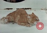 Image Comportement des chats United States USA, 1957, de la seconde 42 séquences d'archives historiques vidéo 65675047218