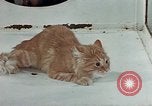 Image Comportement des chats United States USA, 1957, de la seconde 43 séquences d'archives historiques vidéo 65675047218