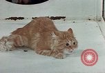 Image Comportement des chats United States USA, 1957, de la seconde 44 séquences d'archives historiques vidéo 65675047218
