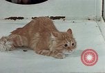Image Comportement des chats United States USA, 1957, de la seconde 45 séquences d'archives historiques vidéo 65675047218