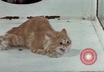 Image Comportement des chats United States USA, 1957, de la seconde 46 séquences d'archives historiques vidéo 65675047218