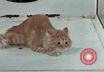 Image Comportement des chats United States USA, 1957, de la seconde 47 séquences d'archives historiques vidéo 65675047218