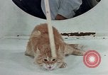 Image Comportement des chats United States USA, 1957, de la seconde 48 séquences d'archives historiques vidéo 65675047218