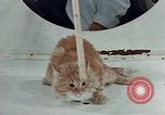 Image Comportement des chats United States USA, 1957, de la seconde 49 séquences d'archives historiques vidéo 65675047218
