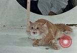 Image Comportement des chats United States USA, 1957, de la seconde 50 séquences d'archives historiques vidéo 65675047218