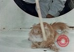 Image Comportement des chats United States USA, 1957, de la seconde 51 séquences d'archives historiques vidéo 65675047218