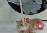 Image Comportement des chats United States USA, 1957, de la seconde 52 séquences d'archives historiques vidéo 65675047218