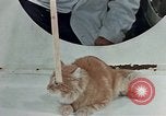 Image Comportement des chats United States USA, 1957, de la seconde 53 séquences d'archives historiques vidéo 65675047218